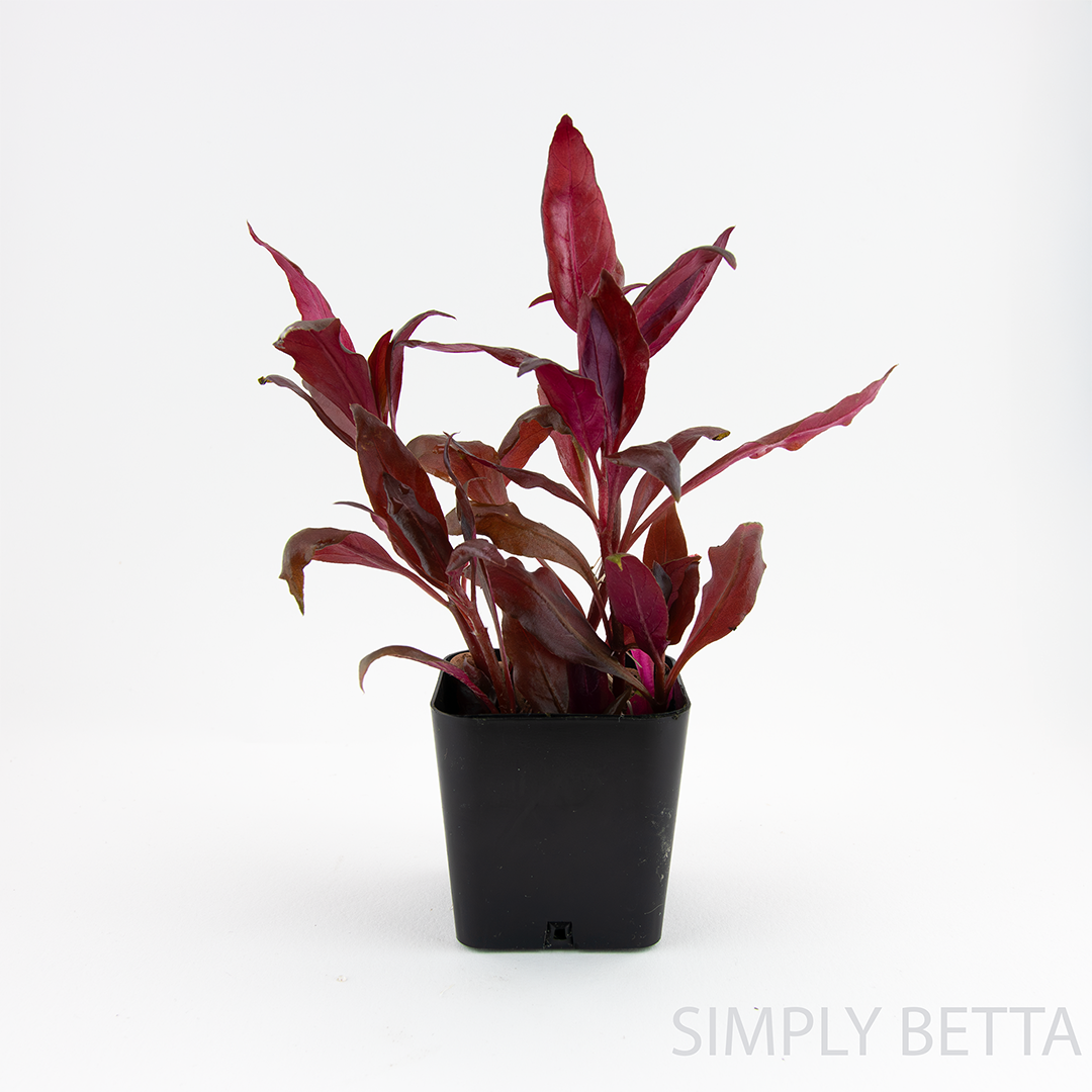 AR Mini (Mini Scarlet Temple) - Image 5
