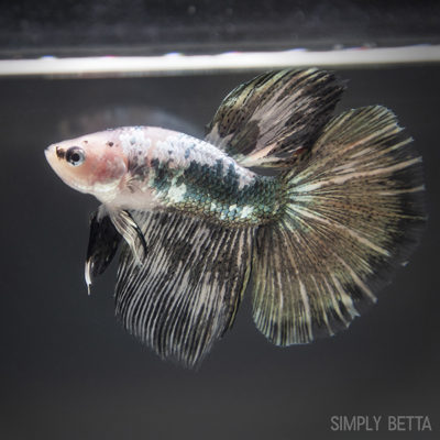 Copper Marble Male Halfmoon
