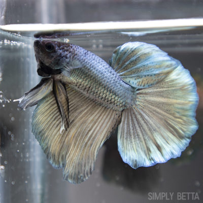 Copper/Gold Metallic Male HM #8
