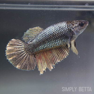 Copper/Gold Metallic Female HM #1