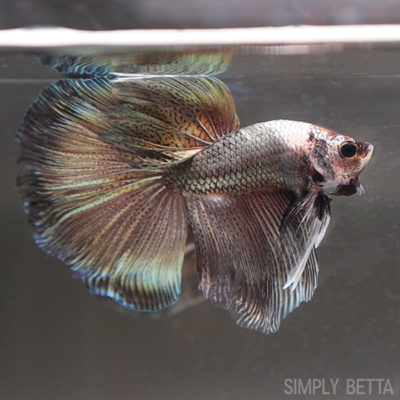 Copper/Gold Metallic Male HM #1