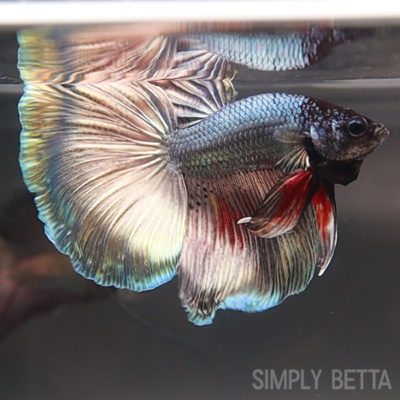 Copper/Gold Metallic Male HM #3