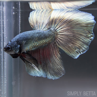 Copper/Gold Metallic Male HM #9