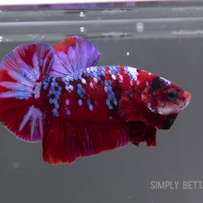 Young Giant Red Galaxy Male
