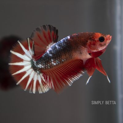 Red Fancy Startail OHMPK