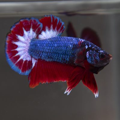 Metallic Blue and Red Fancy Male HMPK - Butterfly!
