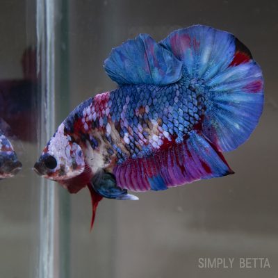 Young Giant Fancy Galaxy Koi Male