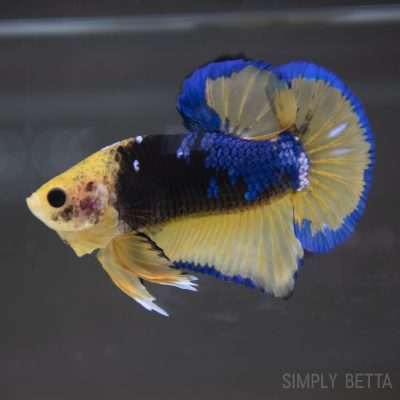 Yellow and Black "Blue Rim" HMPK