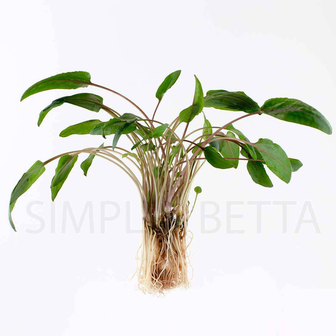 Crypt Wendtii Green