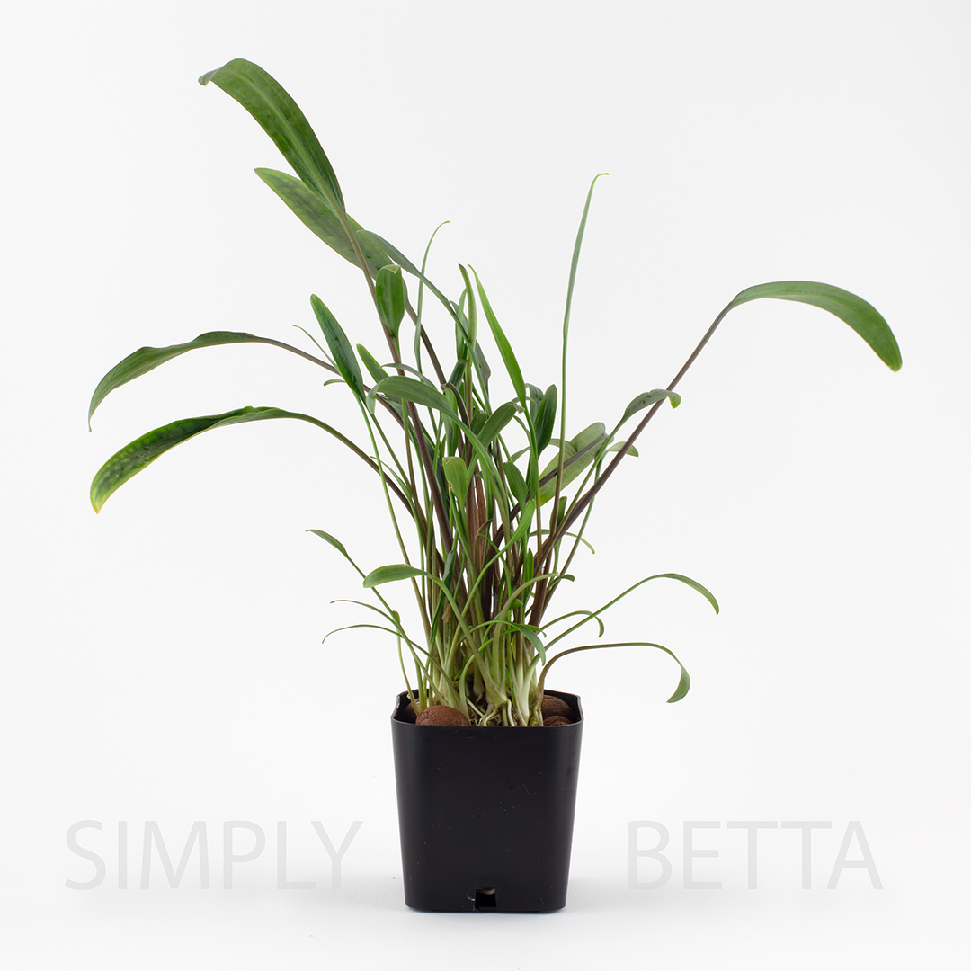 cryptocoryne lucens product image