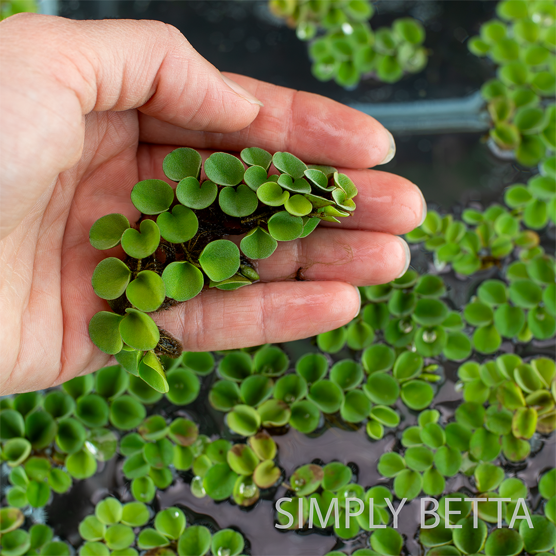 Asian Watermoss Salvinia Cucullata (No Snails, No Duckweed!) - Image 3
