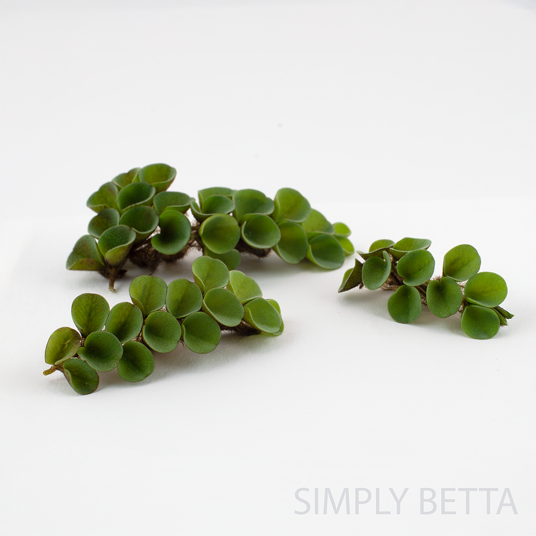 Asian Watermoss Salvinia Cucullata (No Snails, No Duckweed!) - Image 4