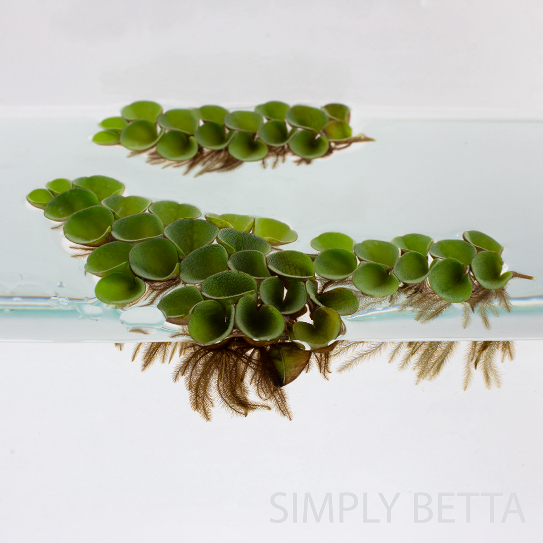 Asian Watermoss Salvinia Cucullata (No Snails, No Duckweed!)
