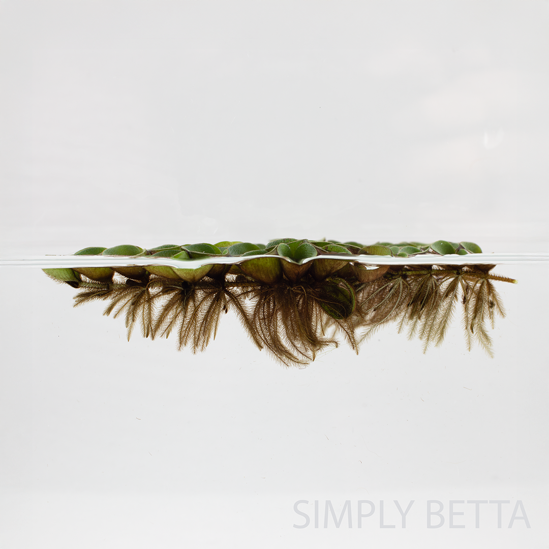 Asian Watermoss Salvinia Cucullata (No Snails, No Duckweed!) - Image 5