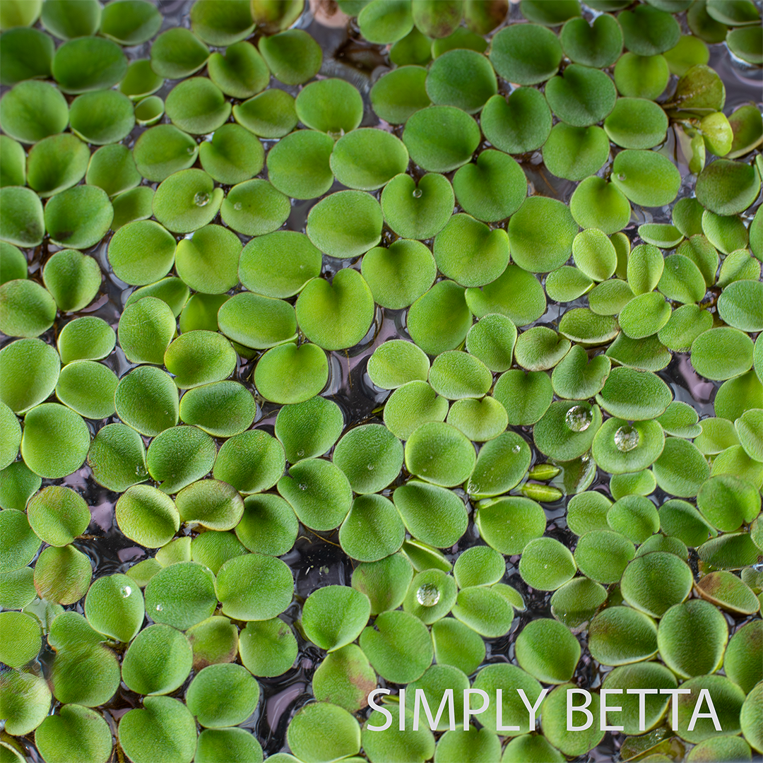 Asian Watermoss Salvinia Cucullata (No Snails, No Duckweed!) - Image 2