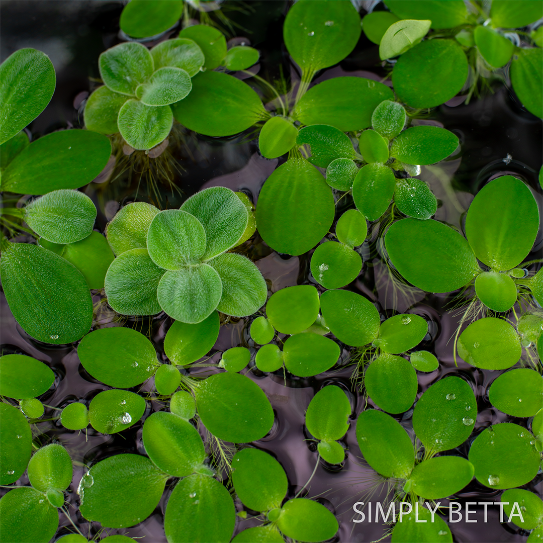Dwarf Water Lettuce (Snail-Free, Duckweed-Free!) - Image 3