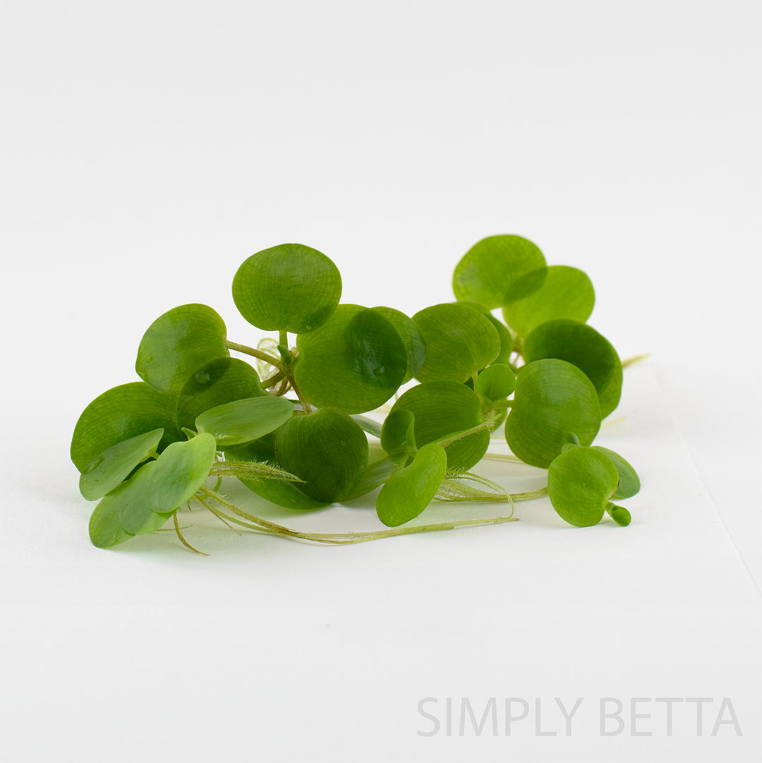 Amazon Frogbit - 5 Healthy Nodes (No snails, no duckweed) - Image 6