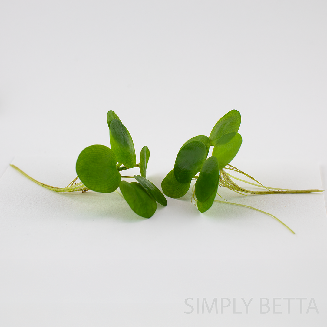 Amazon Frogbit - 5 Healthy Nodes (No snails, no duckweed) - Image 7