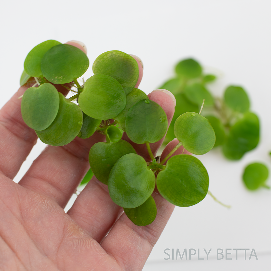Amazon Frogbit - 5 Healthy Nodes (No snails, no duckweed) - Image 5
