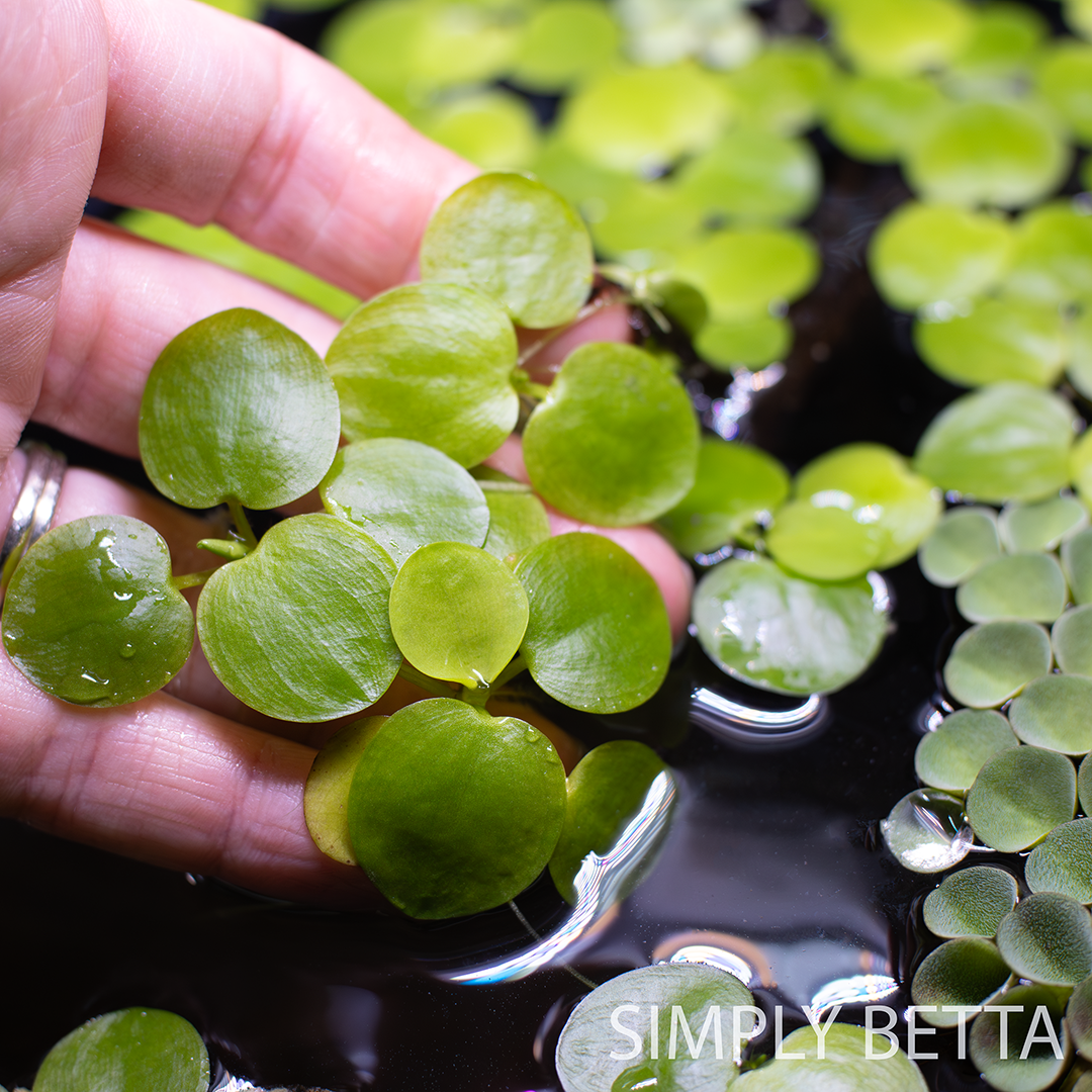 Amazon Frogbit - 5 Healthy Nodes (No snails, no duckweed) - Image 4