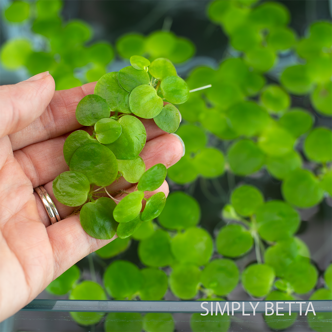 Amazon Frogbit - 5 Healthy Nodes (No snails, no duckweed) - Image 3