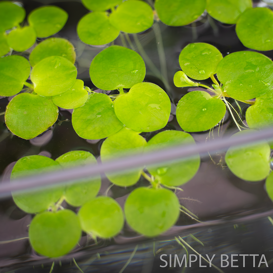 Amazon Frogbit - 5 Healthy Nodes (No snails, no duckweed)