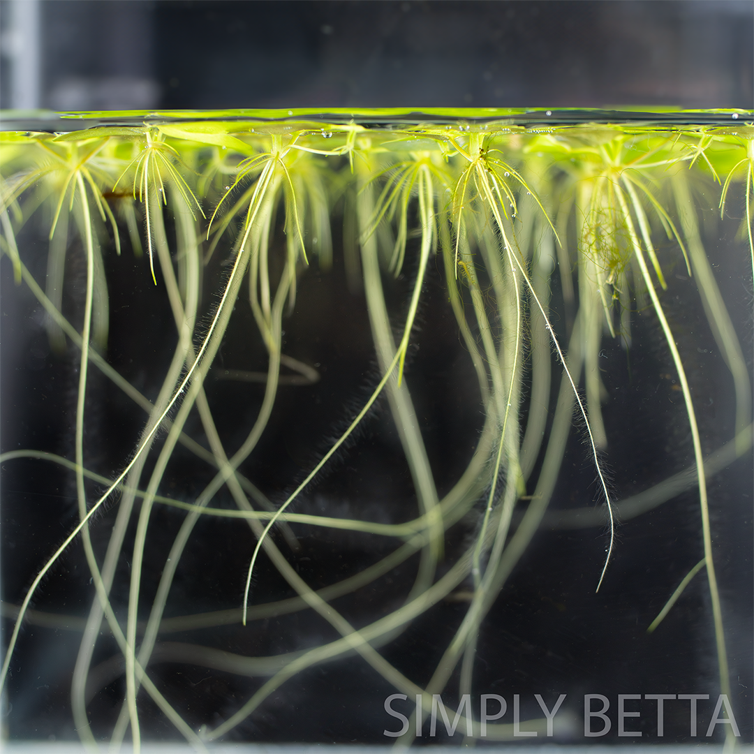 Amazon Frogbit - 5 Healthy Nodes (No snails, no duckweed) - Image 2