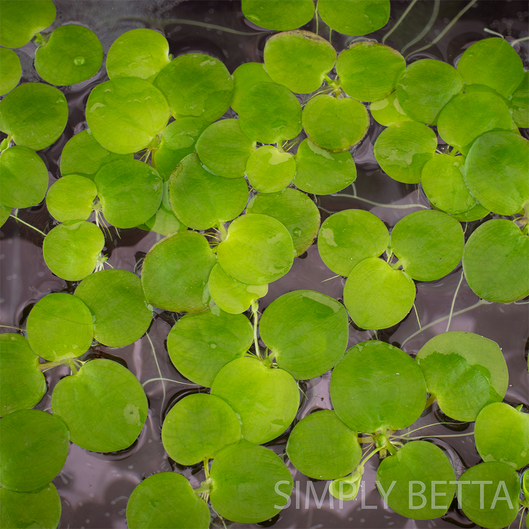 Dwarf Water Lettuce (Snail-Free, Duckweed-Free!) - Image 4
