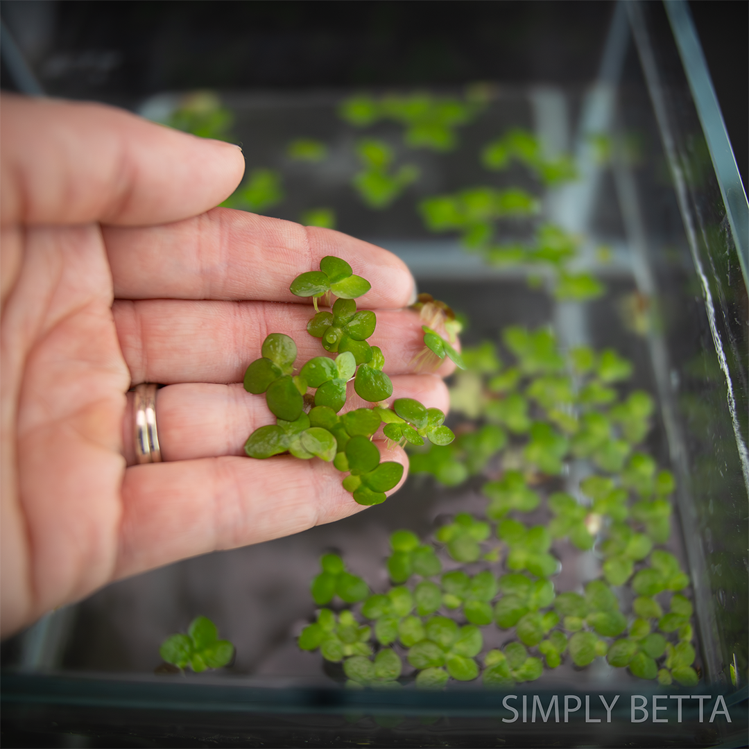 Giant Duckweed (Snail-Free!) - Image 2