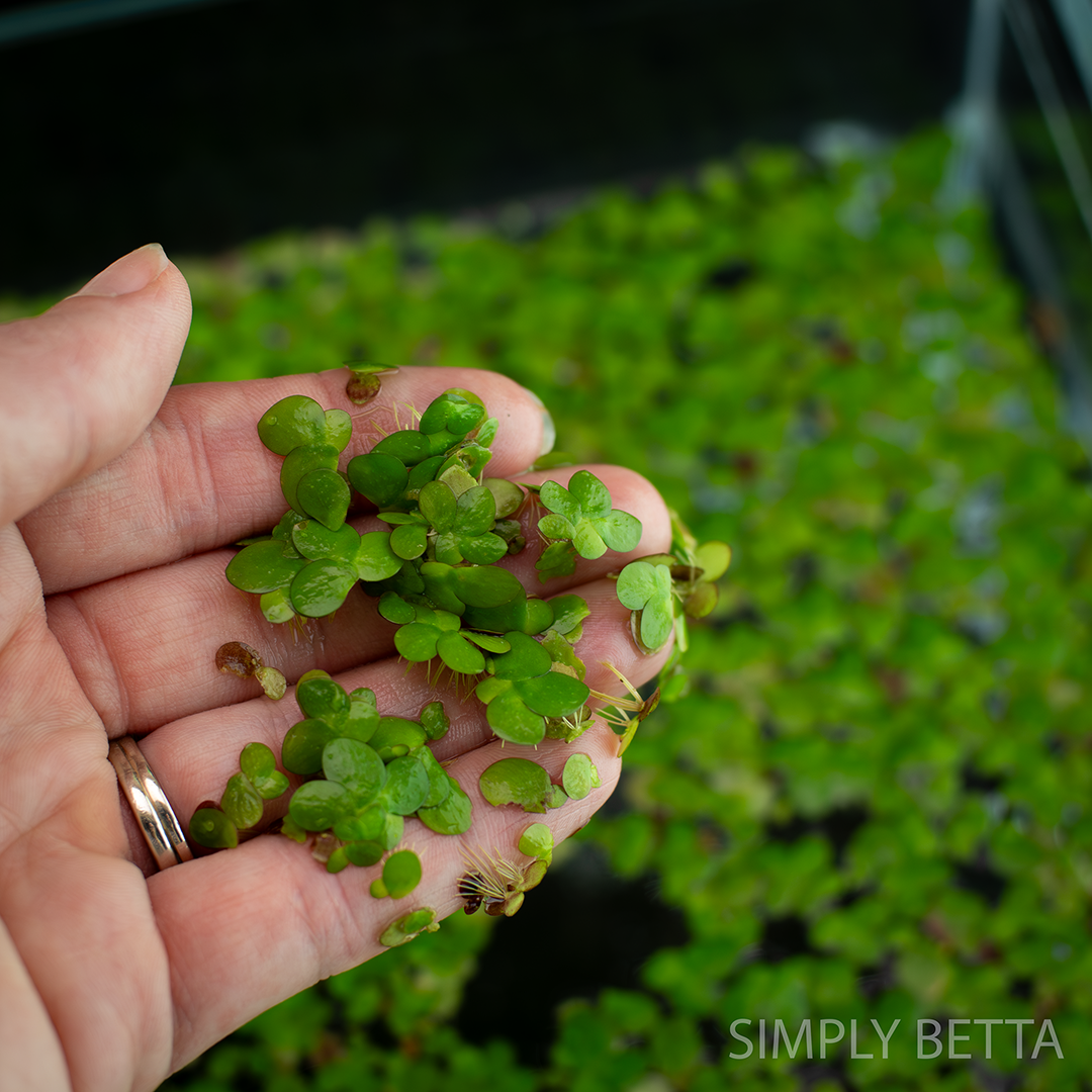 Giant Duckweed (Snail-Free!) - Image 3