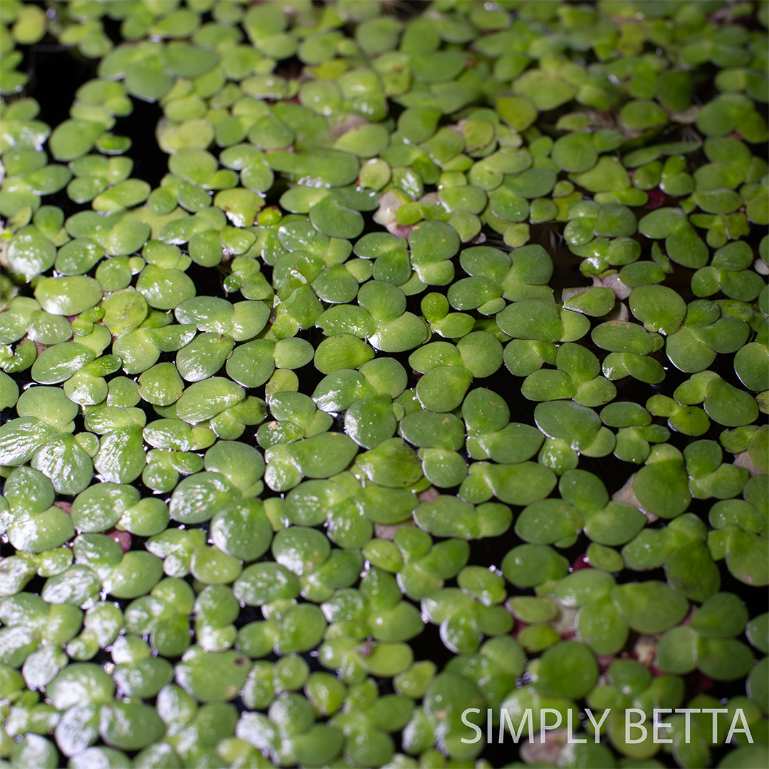 Giant Duckweed (Snail-Free!) - Image 4