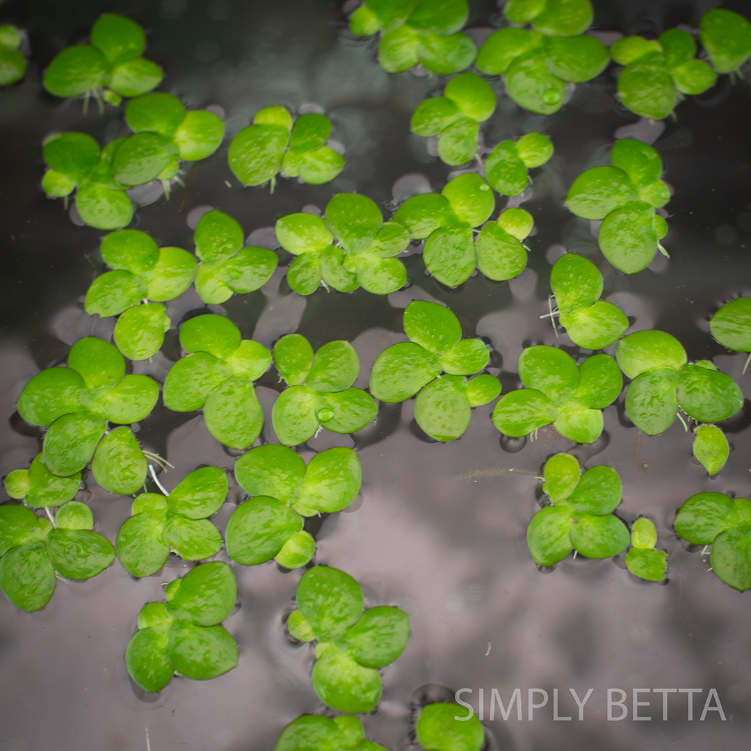 Giant Duckweed (Snail-Free!) - Image 5