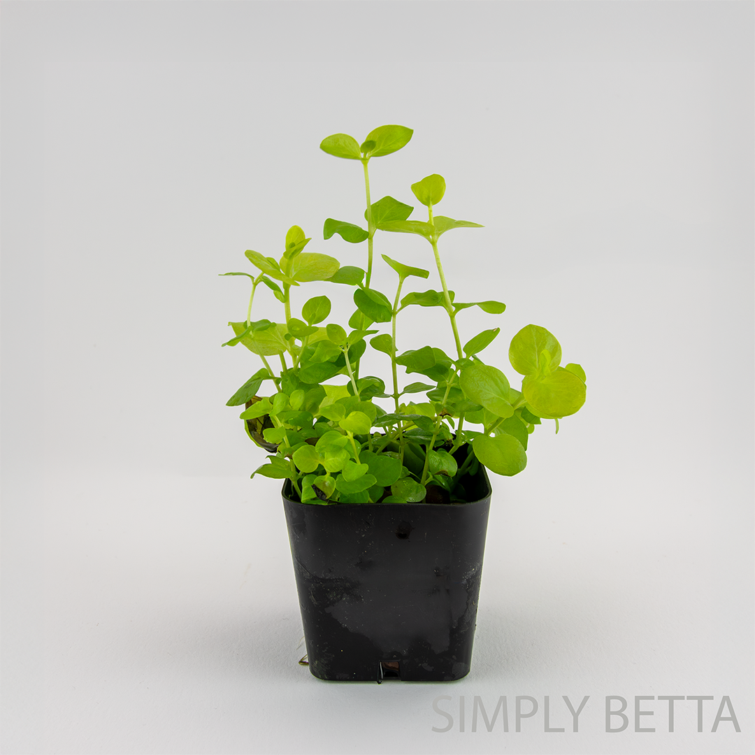 Golden Creeping Jenny (Lysimachia nummularia)